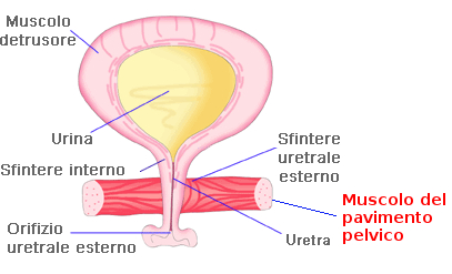 incontinenza urinaria femminile vescica